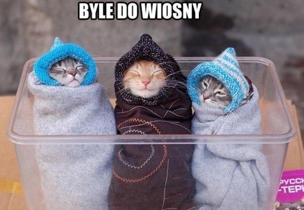 Koty w otulaczach czekają na wiosnę